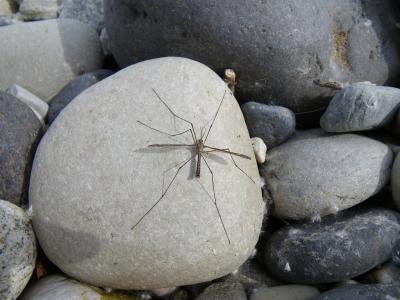  Tipula Linnaeus, 1758