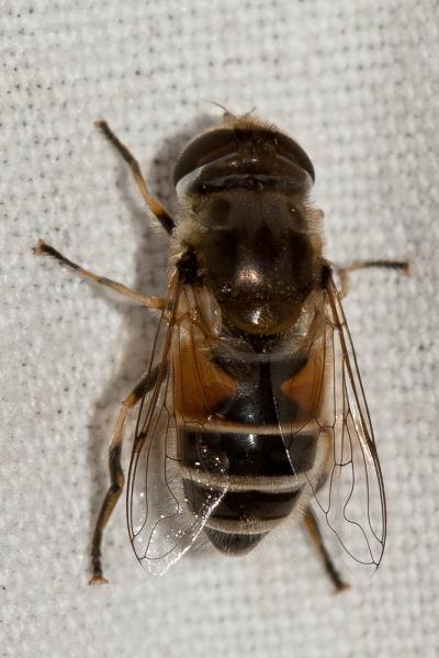  Eristalis arbustorum (Linnaeus, 1758)