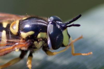 Chrysotoxum cautum (Harris, 1776)
