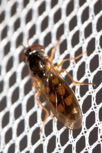  Melanostoma scalare (Fabricius, 1794)