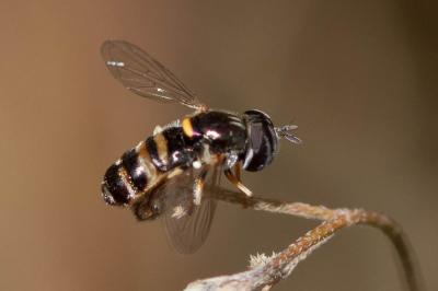  Paragus quadrifasciatus Meigen, 1822