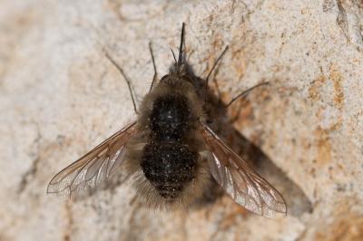  Bombylius venosus Mikan, 1796