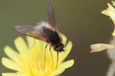  Dischistus 