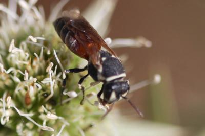  Hylaeus variegatus (Fabricius, 1798)