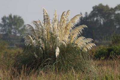 Herbe de la Pampa, Roseau à plumes Cortaderia selloana (Schult. & Schult.f.) Asch. & Graebn., 1900