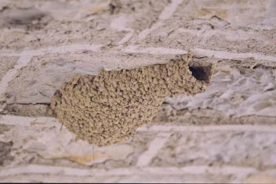 Hirondelle rousseline Cecropis daurica (Laxmann, 1769)