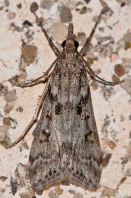  Eudonia angustea (Curtis, 1827)