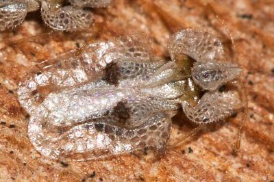 Tigre du platane Corythucha ciliata (Say, 1832)