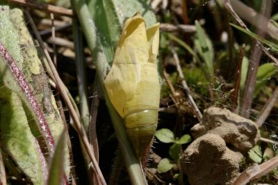 Souci (Le) Colias crocea (Geoffroy in Fourcroy, 1785)