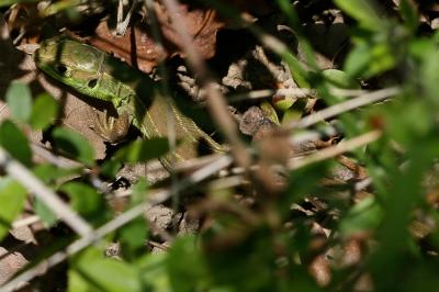 Lézard vert Lacerta bilineata Daudin, 1802