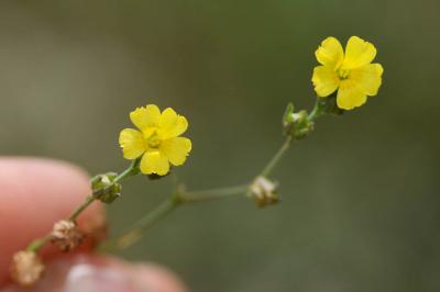 Lin de France Linum trigynum L., 1753