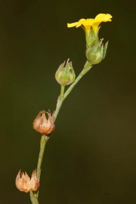 Lin de France Linum trigynum L., 1753