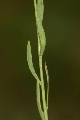 Lin de France Linum trigynum L., 1753