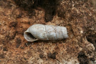 Bulime tronqué Rumina decollata (Linnaeus, 1758)