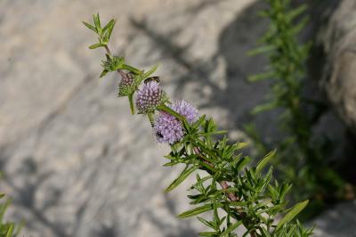 Menthe des cerfs Mentha cervina L., 1753