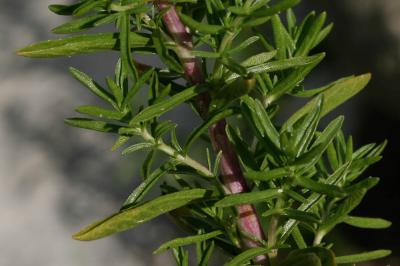 Menthe des cerfs Mentha cervina L., 1753