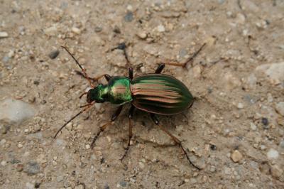 Carabe à reflets d'or (Le), Carabe à reflets cuivr Carabus auronitens Fabricius, 1792