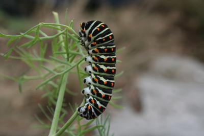 Machaon (Le), Grand Porte-Queue (Le) Papilio machaon Linnaeus, 1758