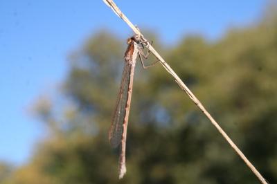 Leste brun Sympecma fusca (Vander Linden, 1820)