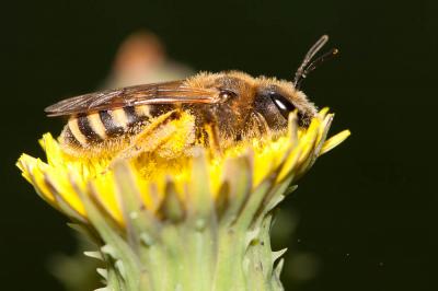  Halictus scabiosae (Rossi, 1790)