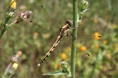 Orthétrum à stylets blancs (L') Orthetrum albistylum (Selys, 1848)