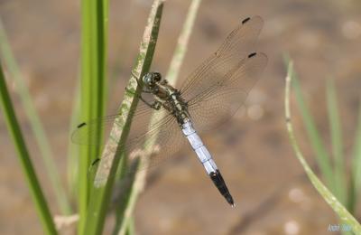 Orthétrum à stylets blancs (L') Orthetrum albistylum (Selys, 1848)