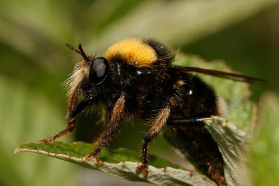  Laphria bomboides Macquart, 1849