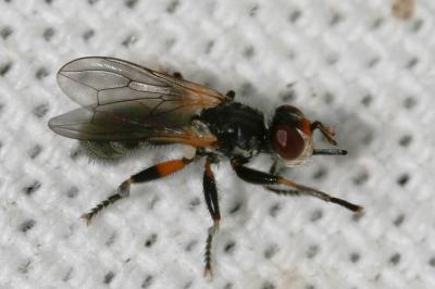  Thecophora atra (Fabricius, 1775)
