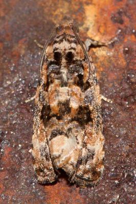  Endothenia gentianaeana (Hübner, 1799)