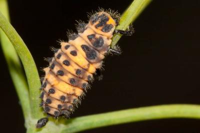 Coccinelle à deux points Adalia bipunctata (Linnaeus, 1758)