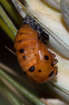 Coccinelle à 7 points, Coccinelle, Bête à bon Dieu Coccinella septempunctata Linnaeus, 1758