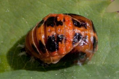 Coccinelle asiatique (la) Harmonia axyridis (Pallas, 1773)