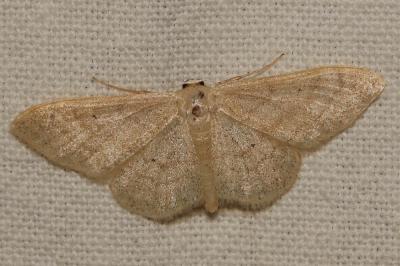 Acidalie maritime (L'), Ombrageuse (L') Idaea deversaria (Herrich-Schäffer, 1847)