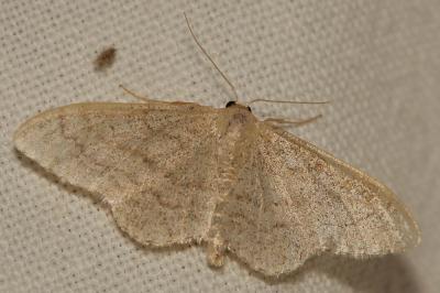 Acidalie maritime (L'), Ombrageuse (L') Idaea deversaria (Herrich-Schäffer, 1847)