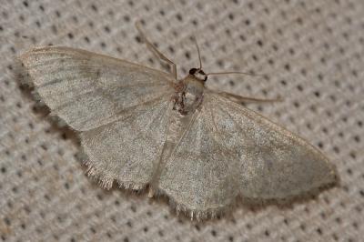 Acidalie blanchâtre (L') Idaea subsericeata (Haworth, 1809)