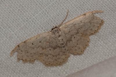 Acidalie minime (L') Scopula minorata (Boisduval, 1833)