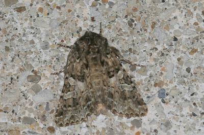Noctuelle carpophage (La) Hadena perplexa (Denis & Schiffermüller, 1775)