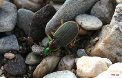  Chlaenius velutinus (Duftschmid, 1812)