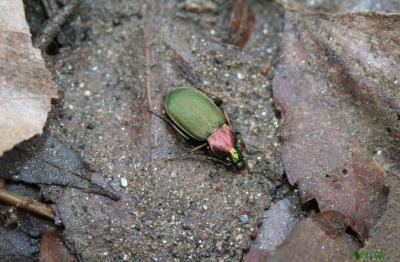  Chlaenius nigricornis (Fabricius, 1787)