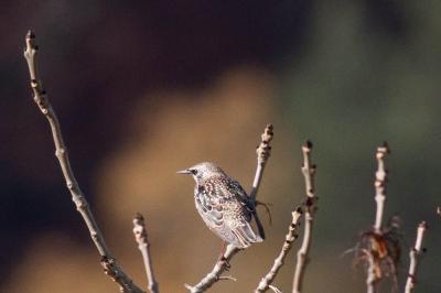 Étourneau sansonnet Sturnus vulgaris Linnaeus, 1758