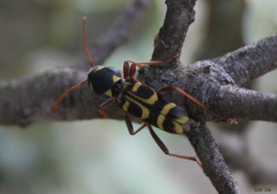  Xylotrechus arvicola (Olivier, 1795)