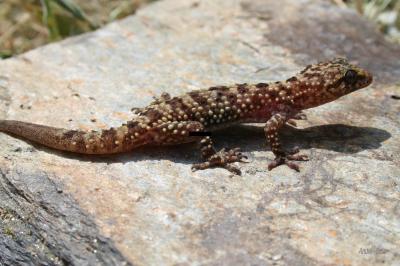 Hémidactyle verruqueux Hemidactylus turcicus (Linnaeus, 1758)