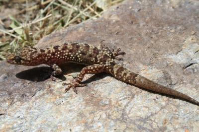 Hémidactyle verruqueux Hemidactylus turcicus (Linnaeus, 1758)
