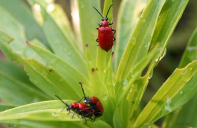 Criocère du Lys Lilioceris lilii (Scopoli, 1763)