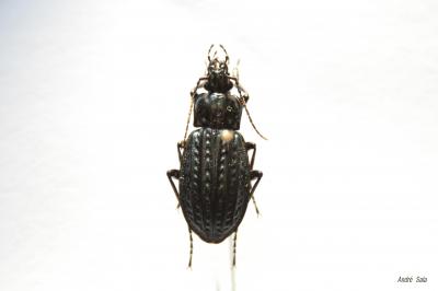  Carabus clatratus arelatensis Lapouge, 1903