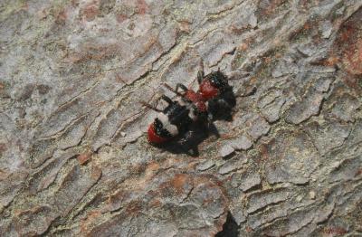 Clairon formicaire Thanasimus formicarius (Linnaeus, 1758)