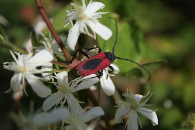  Purpuricenus kaehleri (Linnaeus, 1758)
