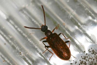  Lagria rugosula Rosenhauer, 1856
