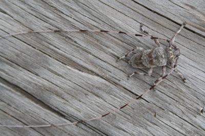  Acanthocinus aedilis (Linnaeus, 1758)