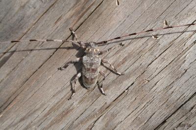  Acanthocinus aedilis (Linnaeus, 1758)